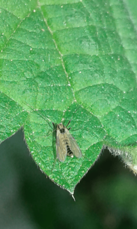 Chironomidae?
